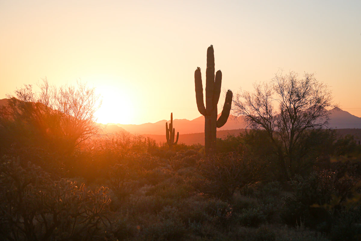 Cactus silhouettes at sunset